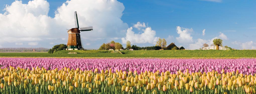 Netherlands tulip field & windmill