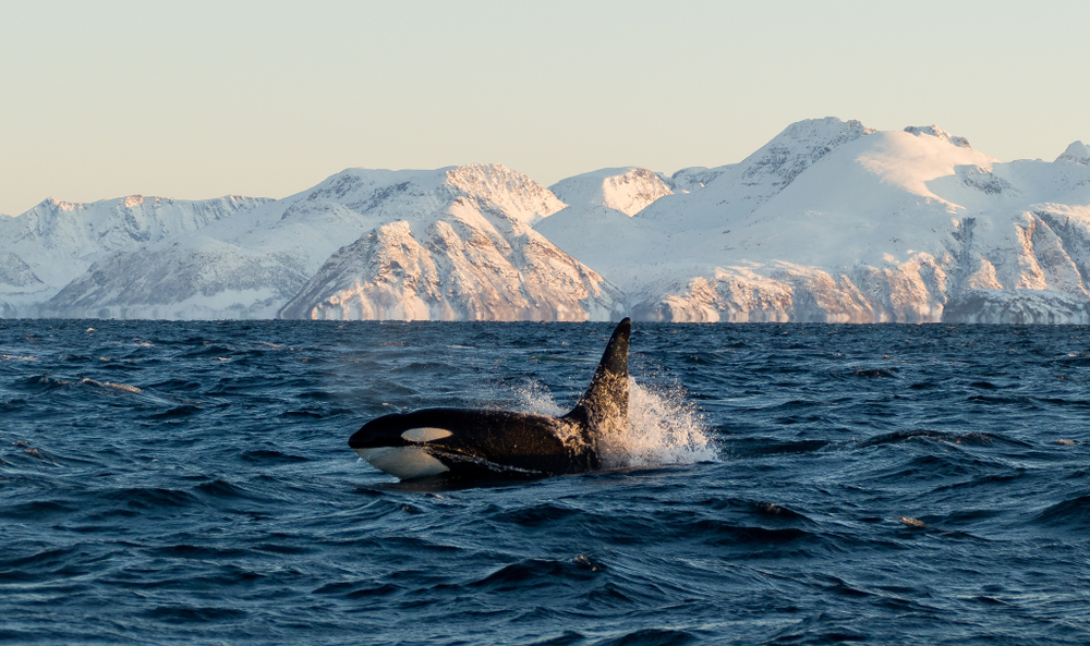 Whale watching Norwegen