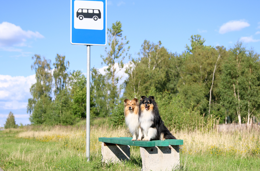 Schweiz Bus fahren mit Hund